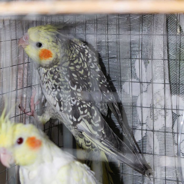 Попугаи корелла — 6 шт, 2 месяца, желтые и черные