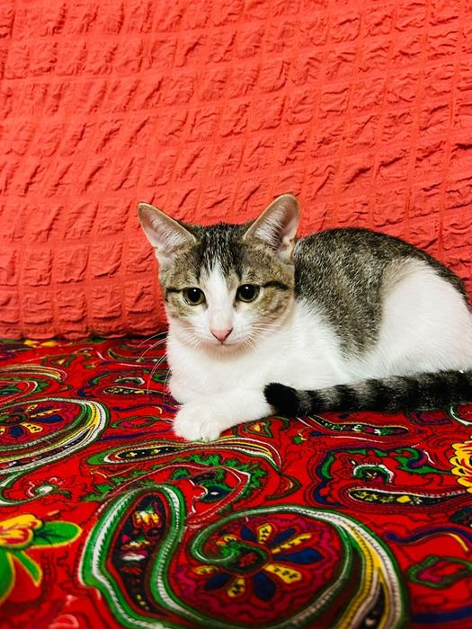 Отдам котят в добрые руки