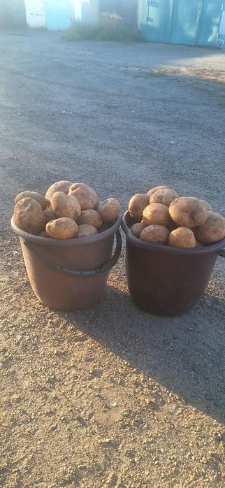 Продам дачный картофель