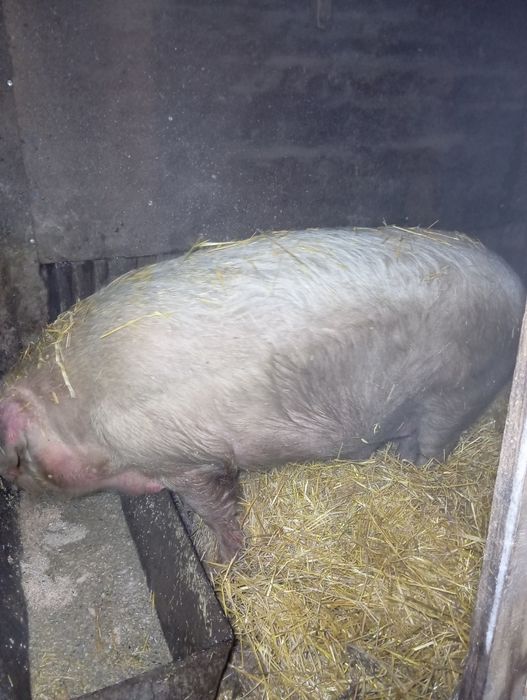 Продам кабана на мясо