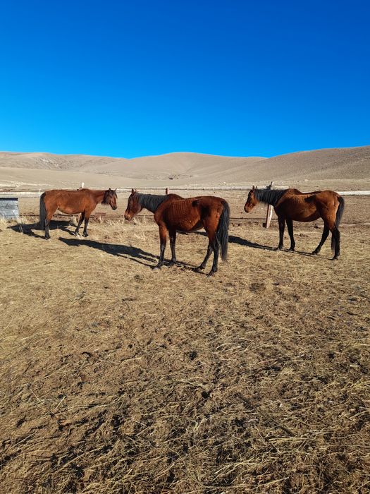 Тазағанды биелер