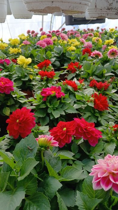 Flori Muscate,Dalia ,Begonia