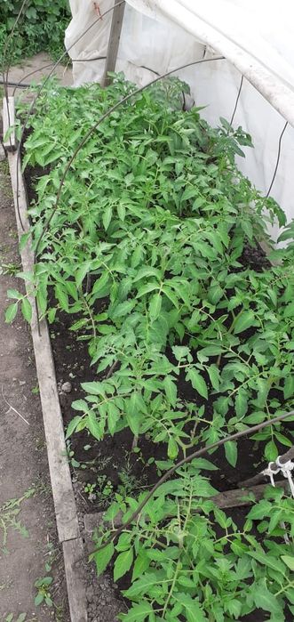 Продам рассаду томатов