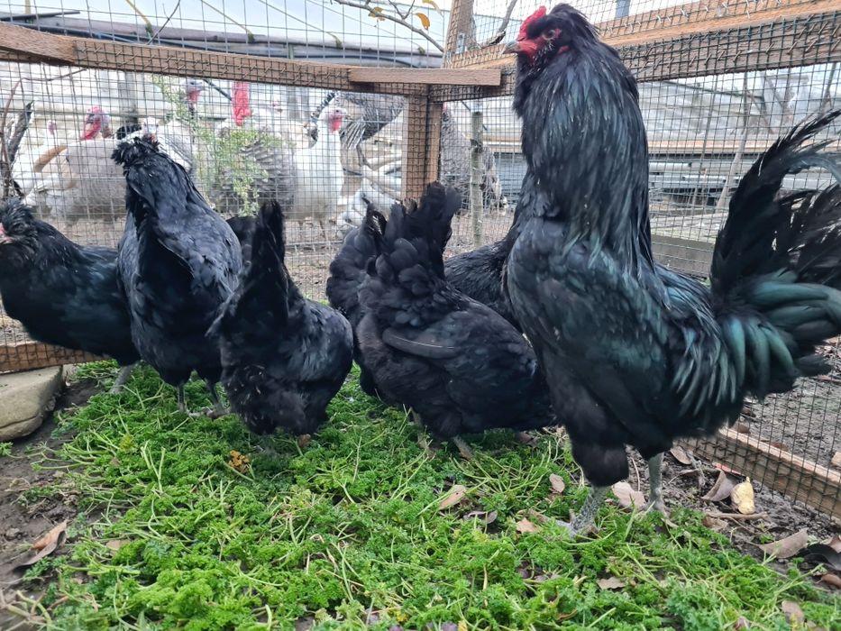 Oua incubație araucana britanica