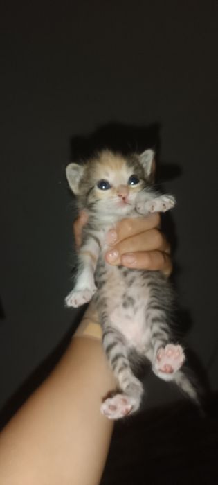 Отдам котят в добрые руки!