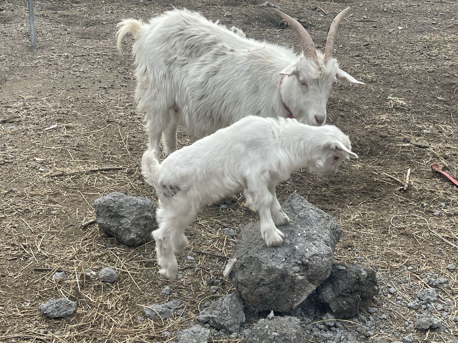 Срочно продам молочную козу зааненской породы