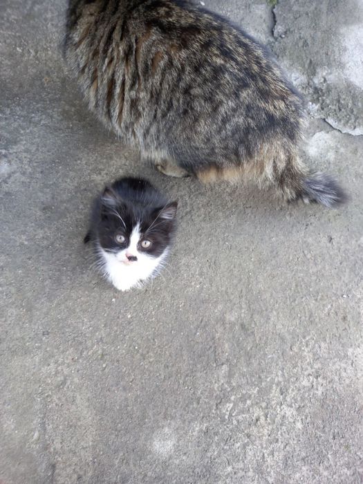 Котенок в добрые руки