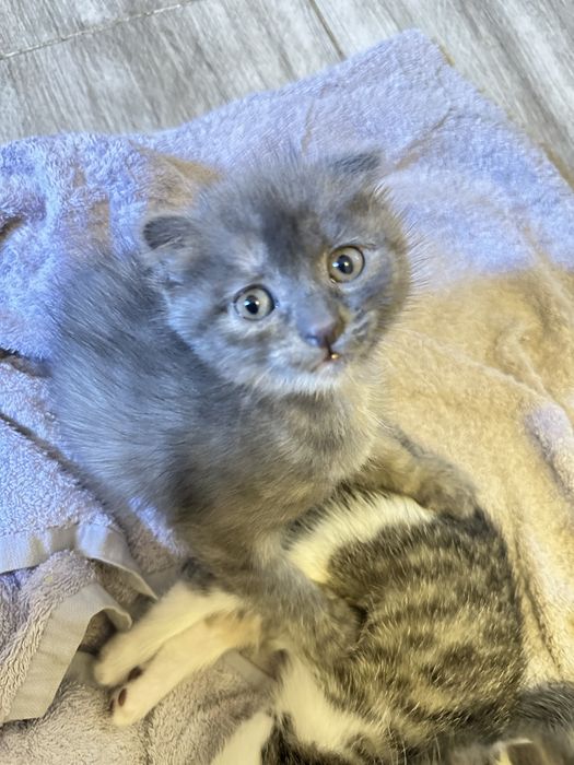 котенок вислоушка