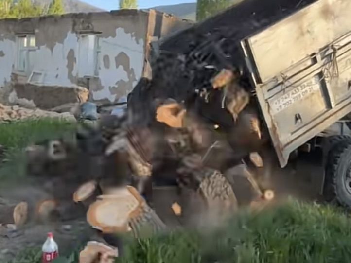 Отын аламыз жеміс тал қайрағаш