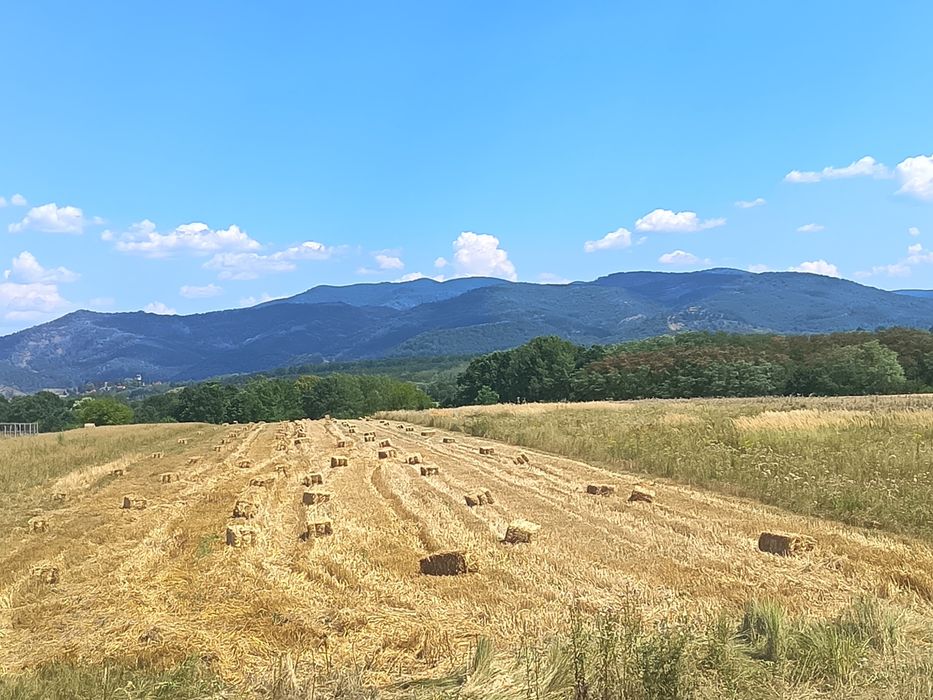 Vând paie de ovăz, grâu și orz