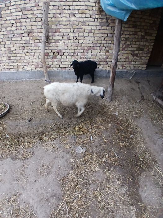 Qazoqi ona bola sotiladi.