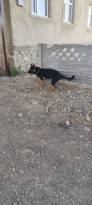 Немецкая авчарка