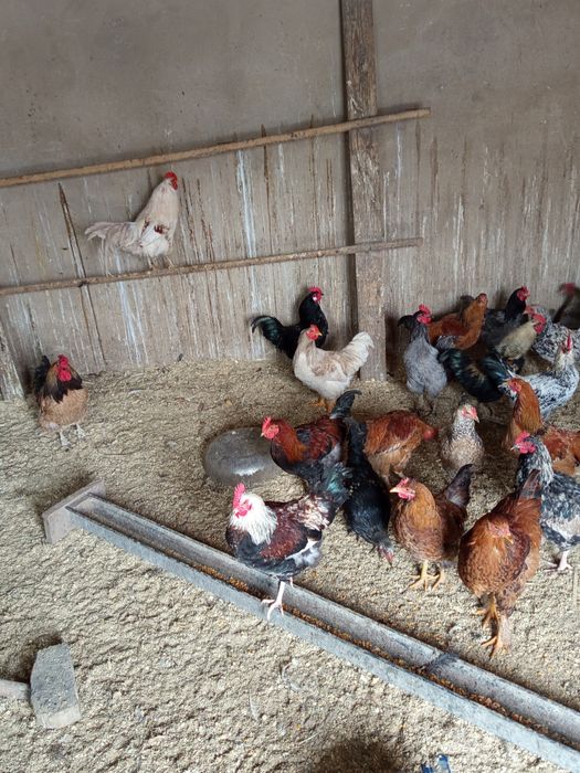 Продам домашних петухов