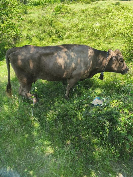 Vând 2 vaci și un taur de 2 ani