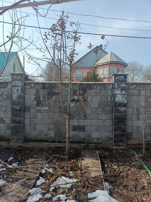 Яблони пятилетние