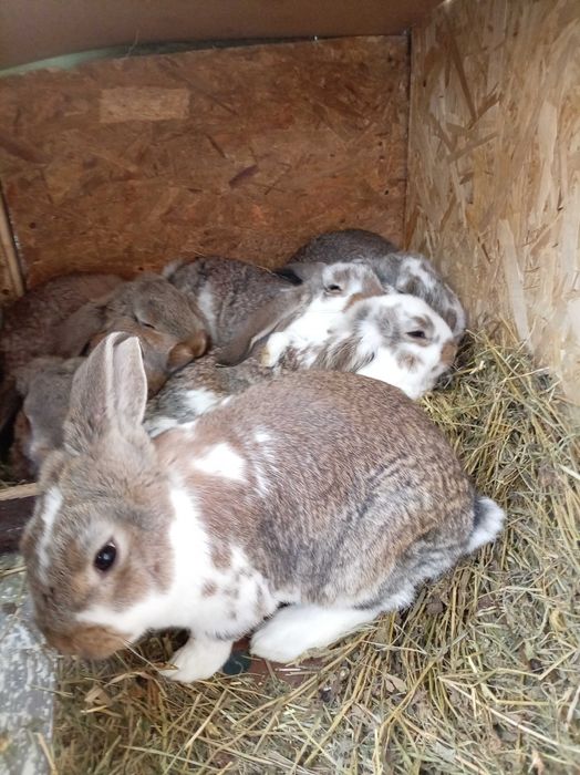 Pui Berbec german talie mare