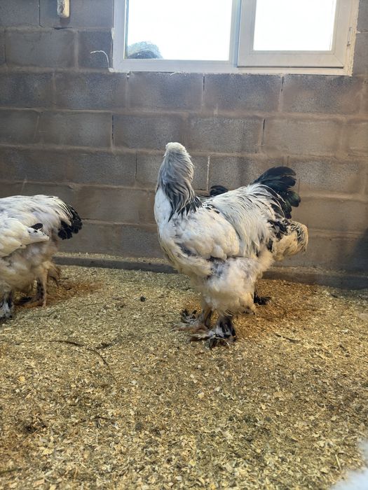 чистокровная брама