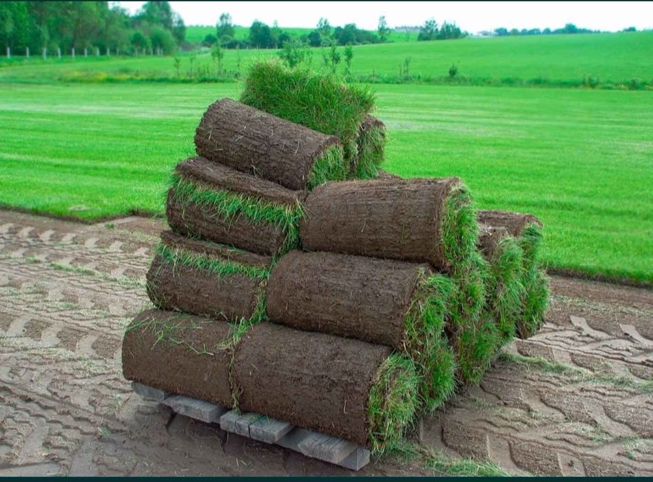 Газон посевной рулонний