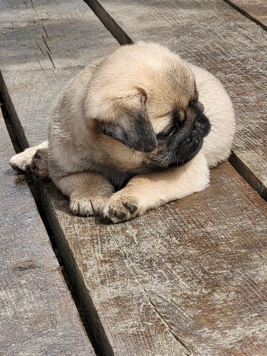 Продам щенков мопса