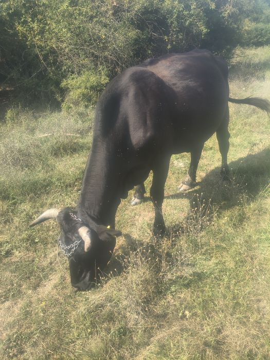 Vaci, caută o casa nouă