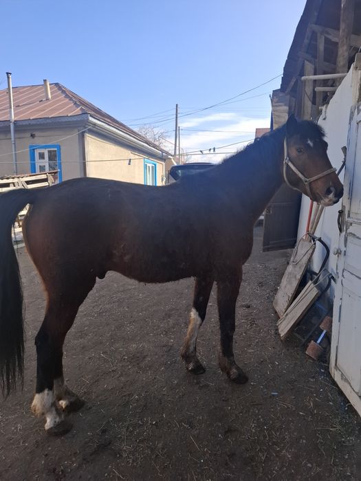 Продам жеребеца 6 лет