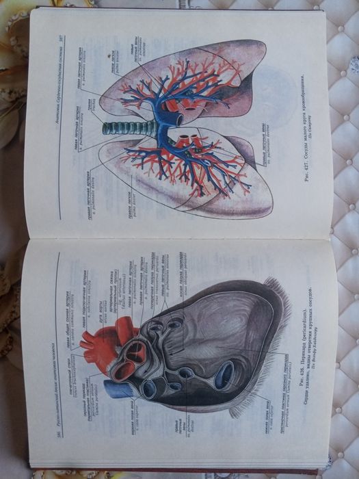 Анатомия человека сотилади
