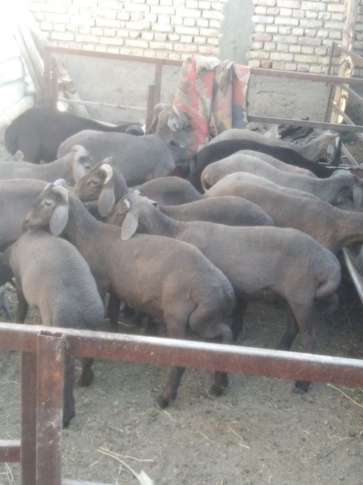 Кучкорлар сотилади