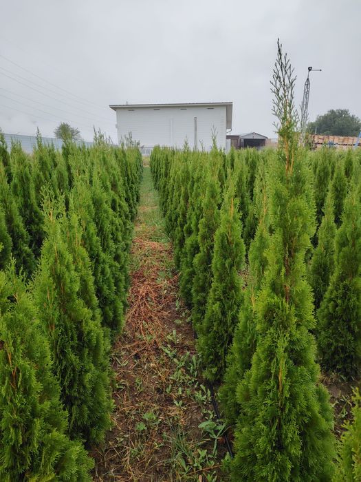 Продается Туи смаракта