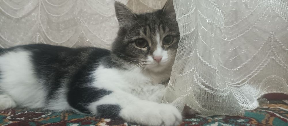 Mitis zotlik mushuk sotiladi 1 yosh bir marta bola bergan