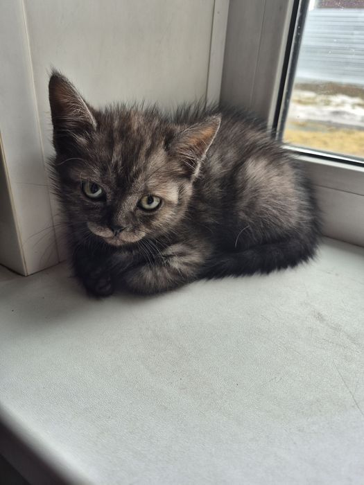 Отдам в добрые руки котят