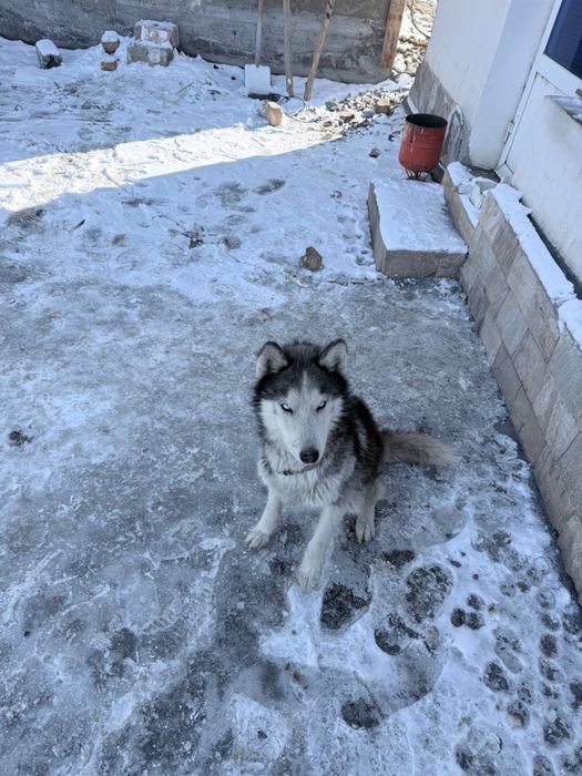 Haski iti erkak 4oylik 400 ming so’m