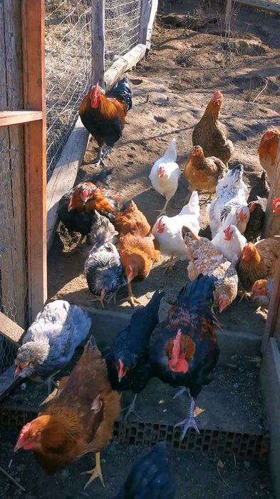 Oua de incubat diferite rase de gaini