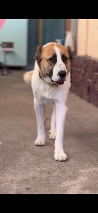 Алабай девочка ищет дом