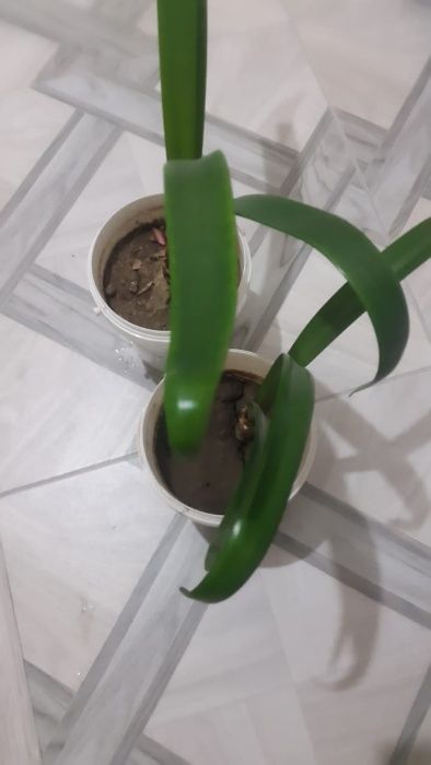 комнатные цветы амаррилис