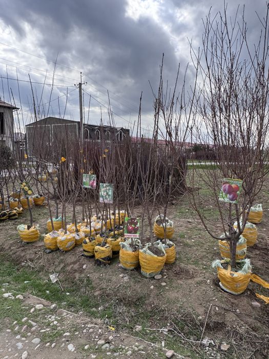 Декаратив Гуллар ва Мева Кучатлари