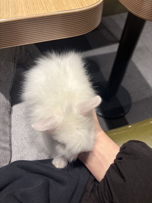 iepure pitic de companie