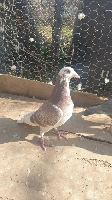 Ocazie! Vand mascul voiajor rosu baltat sport, 2025, mama clasata!