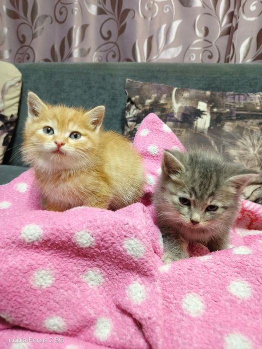 Котята, в добрые руки