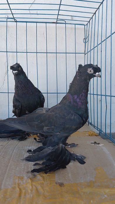 Голуби игровых кровей