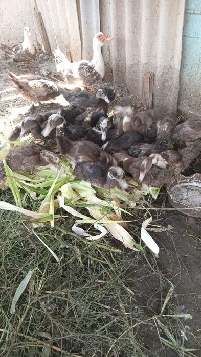 Домашние животные