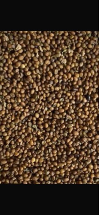 Vand seminte de ghizdi trifoi lucerna