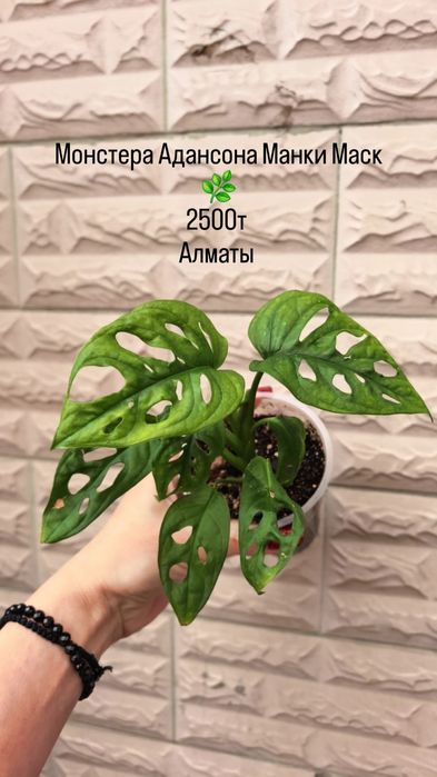 Комнатные растения