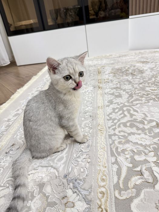 Шотландский котёнок