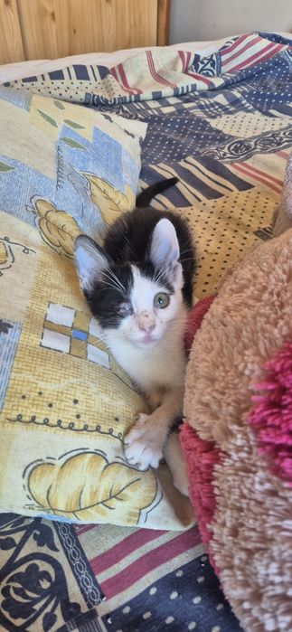 Подарявам котета