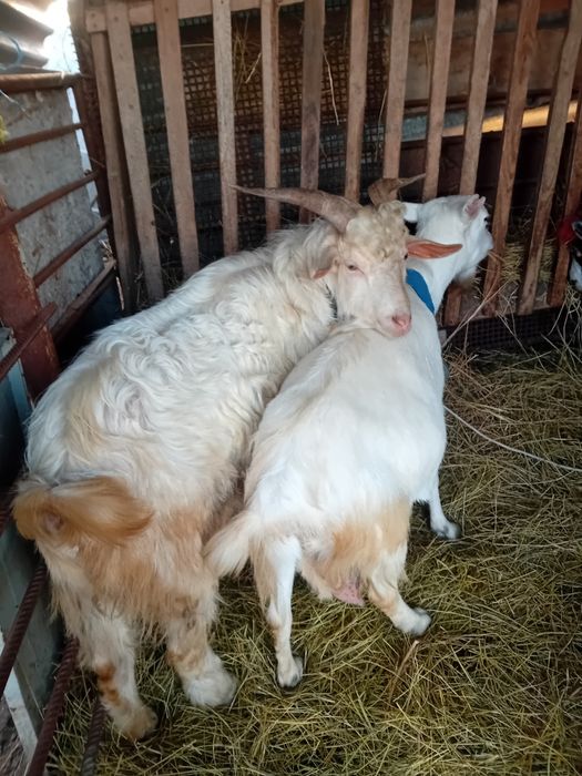 Vând iedite si Tap alb de Banat de monta