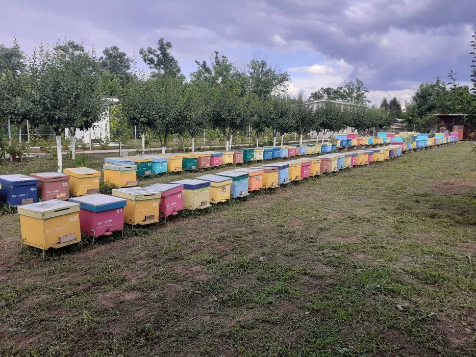 Vând 20 familii de albine sănătoase și productive