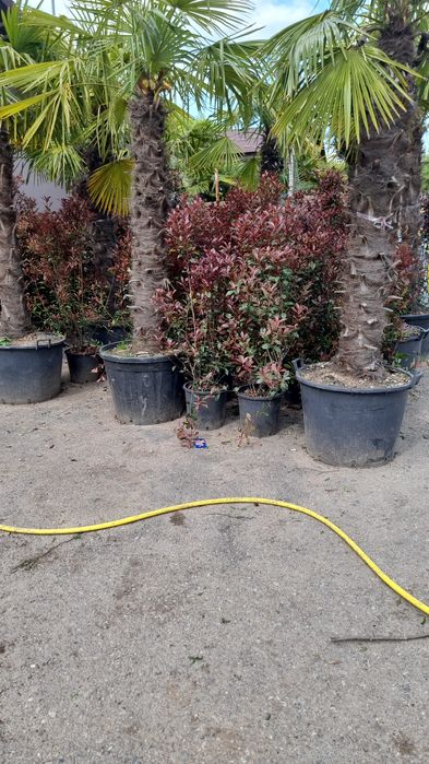 Vând photinia Red Robin, compacta