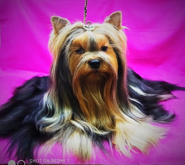 Щенки йоркширский терьер