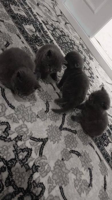 Fold strait pishikla sotiladi