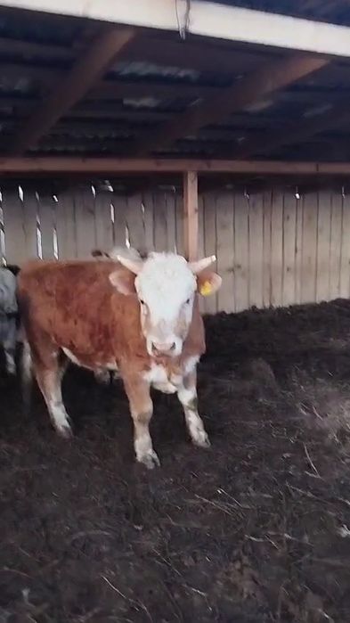 Откорм букалар 65бас